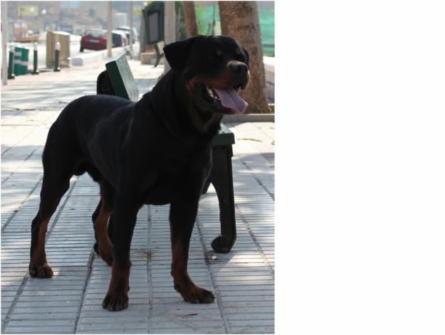 Exelente camada de Rottweiler