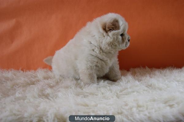 Nuestros Cachorros son los de la fotografias informate chow chow con 2 meses