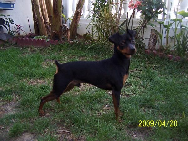 PINSCHER  MINIATURA PARA MONTA