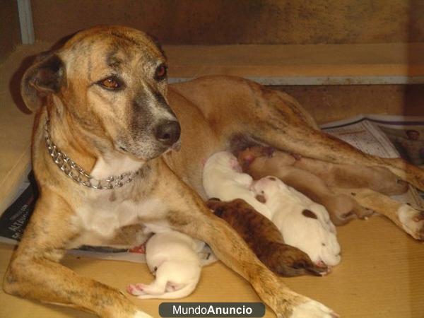 Vendo cachorros de cruce de American Stanford/ Pitbull y Pitbull - Alicante