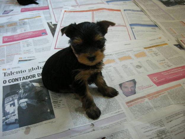 yorkshire terrier excelentes cahorros machos