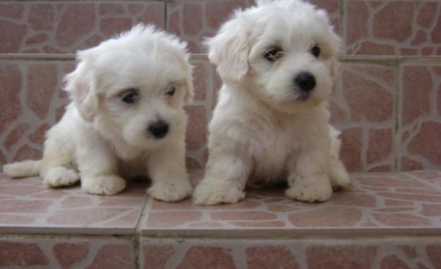 Cachorros de Maltés machos y hembras