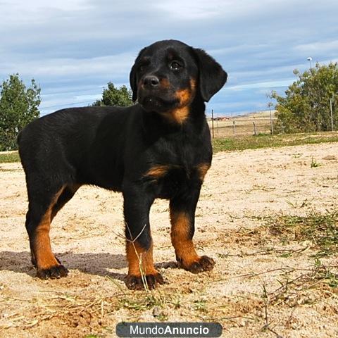 a 1 hora de Madrid espectaculares cachorros de Rottweiler