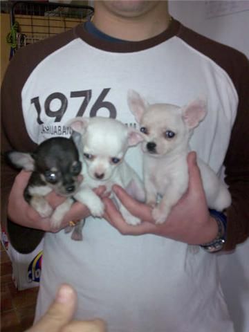 cachorritos de chihuahua  toy