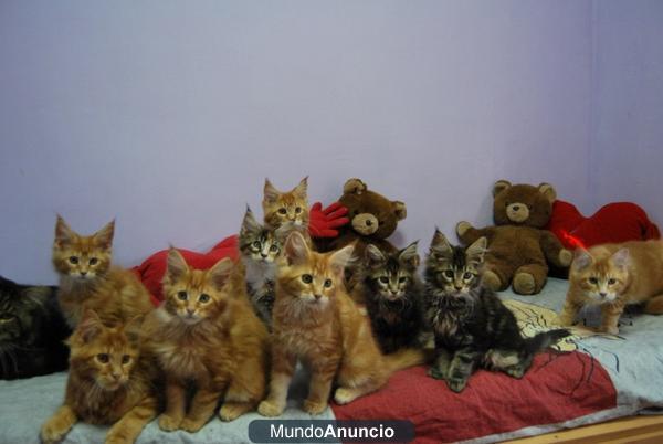 cachorritos maine coon disponibles con pedigree