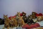 cachorritos maine coon disponibles con pedigree - mejor precio | unprecio.es