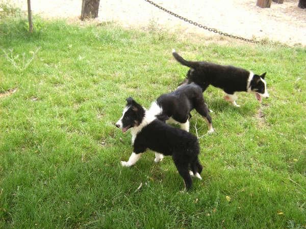 Cachorros Border Collie