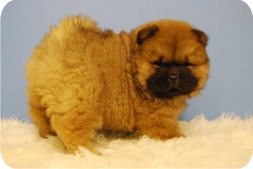 Cachorros de Chow Chow rojo