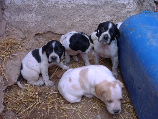 Cachorros de pointer