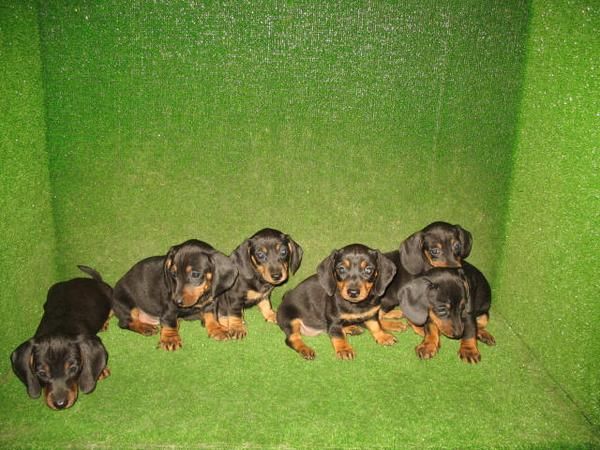 CACHORROS    TECKEL E N MASCOTASUR 1 9 0 EUROS :)