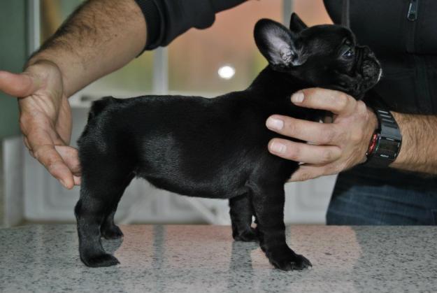 Excelentes cachorros bulldog frances