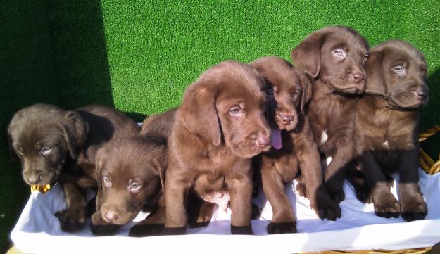 EXCELENTES CACHORROS LABRADOR RETRIEVER CHOCOLATE,290€