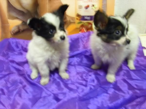 PAPILLON, CACHORROS, PERROS, EN VENTA  Preciosa camada, se entrega a partir de los 2 meses. Somos un criadero que dispon