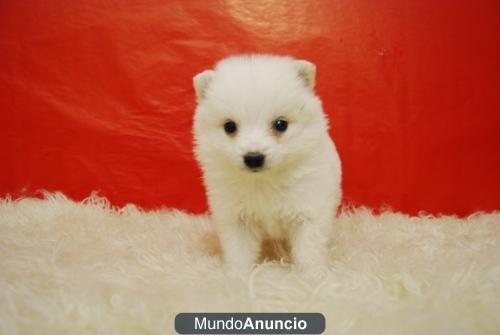 Pomerania de excelente calidad blancos con 2 meses !!!