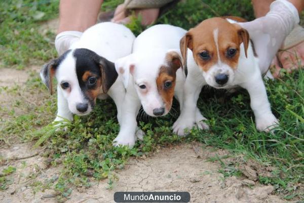 Preciosos Jack Russell disponibles