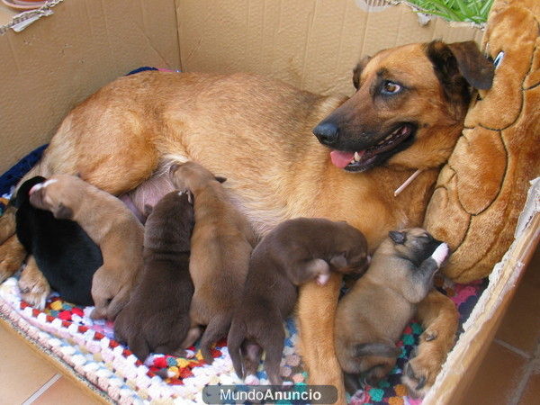 regalo cachorro