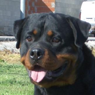 rottweilers de exposicion