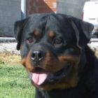 rottweilers de exposicion - mejor precio | unprecio.es