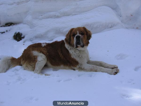 SAN BERNARDO BUSCA NOVIA