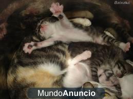 SE REGALAN GATITOS