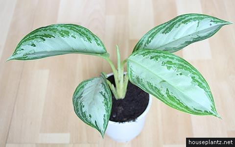 VENDO PLANTA DE INTERIOR (AGLAONEMA CRISPUM) EXCELENTE PRESENCIA