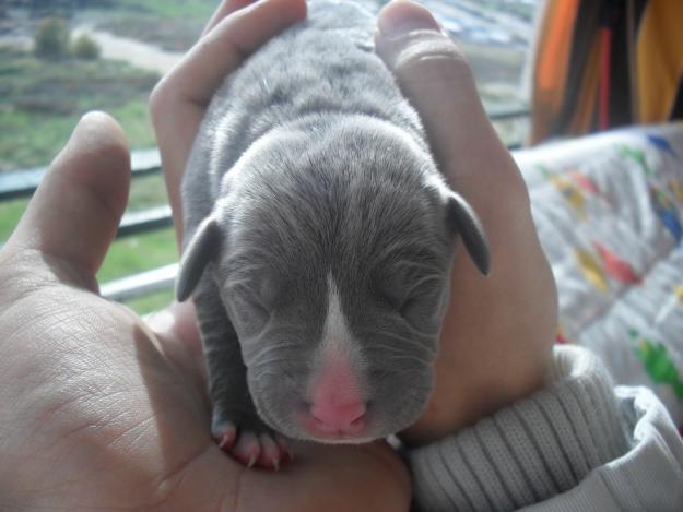 american stanfordshire terrier blue