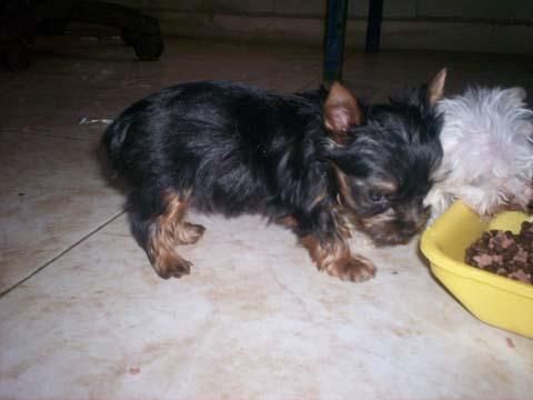 Cachorritos de Yorkshire Terrier miniaturas, con pedigree 700 euros