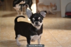 Chihuahuas - mejor precio | unprecio.es