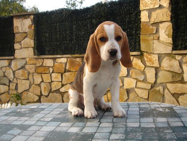 Excelente cachorrito beagle macho tricolor listo par entregar