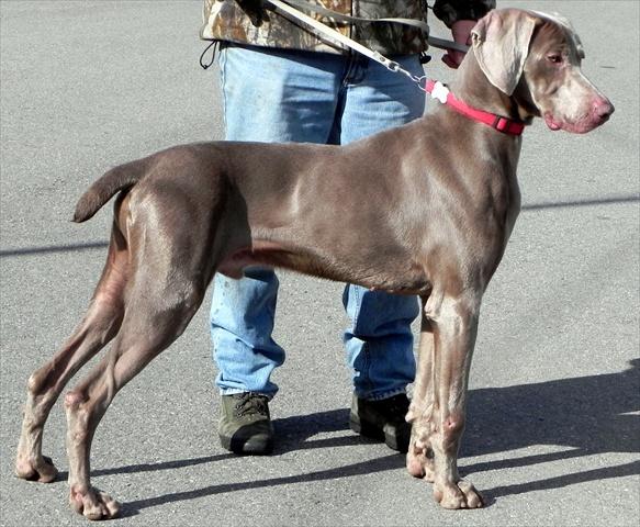 PRECIOSA CAMADA DE WEIMARANER. BRACOS DE WEIMAR EXCELENTES