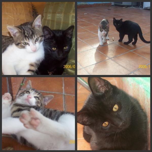 Regalo dos gatitos de 3 meses