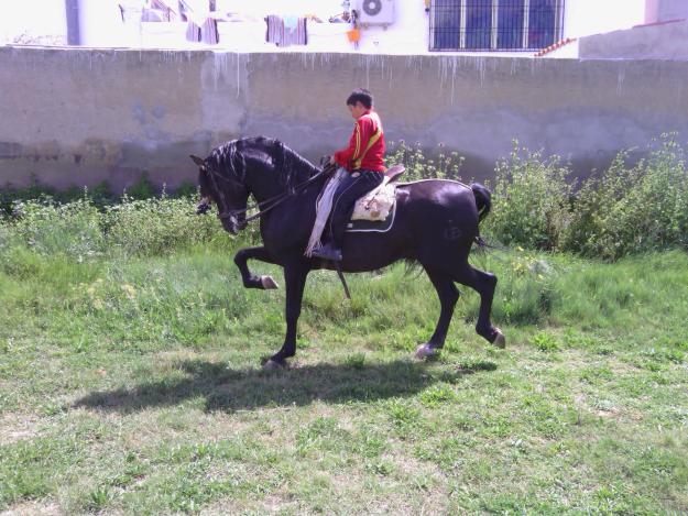 Furioso pura raza español negro