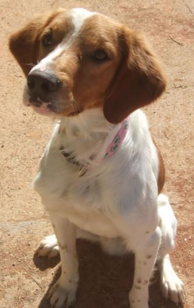 Blondie, precioso BRETON en adopcion