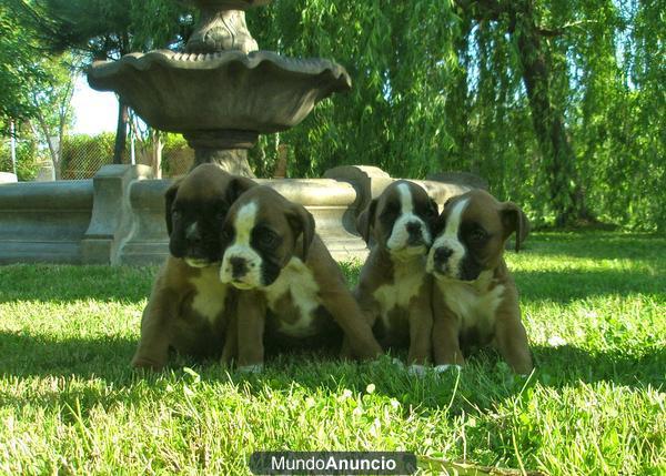 Boxer Cachorros