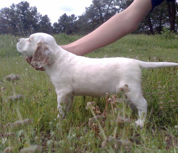 cachorra de setter ingles blanca y naranja