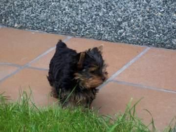 Cachorro hembra yorkshire con pedigree