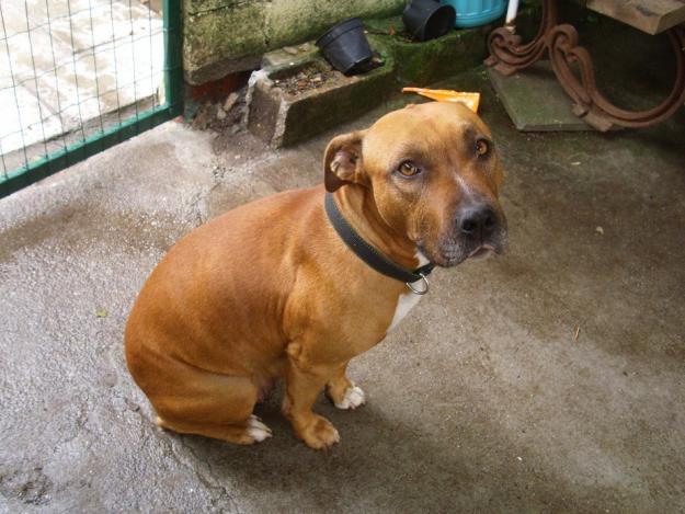 cachorros american staffordshire terrier mestizos