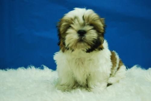 cachorros de shih tzu, machos y hembras, con dos meses de edad, calidad y buen precio