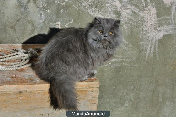 Disponible precioso macho persa.