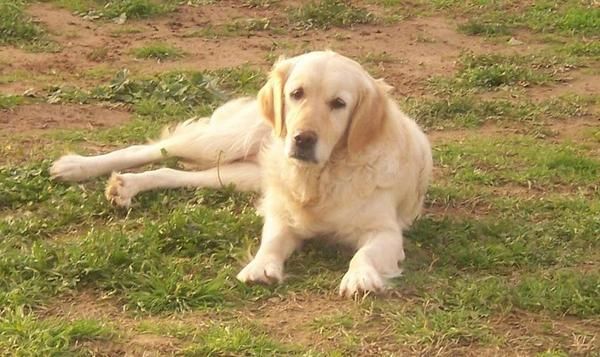 golden retriever por cese de actividad