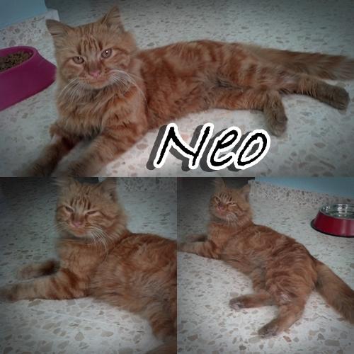 NEO. Un peluche mimoso en adopción.