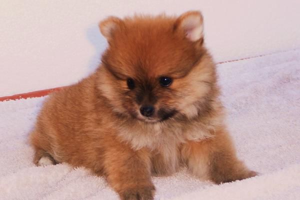 Se vende cachorros de Pomeranias