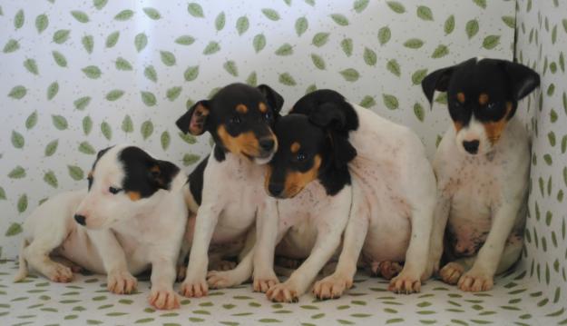 Se venden dos preciosas cachorritas de bodeguero andaluz