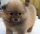 pequeñisimos cachorros de lulu de pomerania pura raza nacionales - mejor precio | unprecio.es