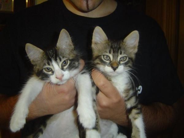 2 Gatitas x bosque de noruega en adopcion