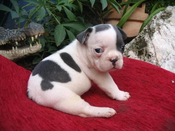 Aceptaria bulldog frances hembra de regalo o en adopcion,