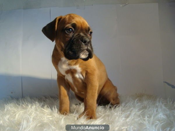 AQUI ESTAN NUESTROS BOXER , CACHORROS GRANTIZADOS POR ESCRITO Y CON PEDIGRE , DISPONIBLES PARA ENTREGA