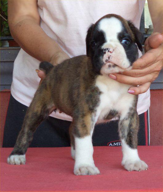 Boxer preciosos cachorros