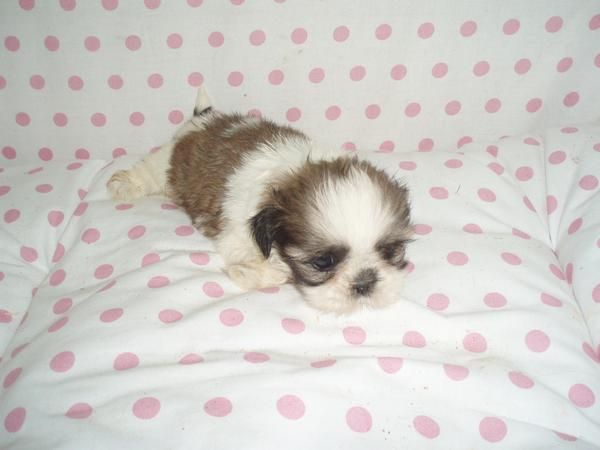 camada de SHIH TZU con PEDIGREE 450