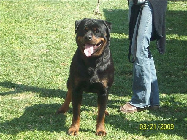 Impresionante Rottweiler para Montas